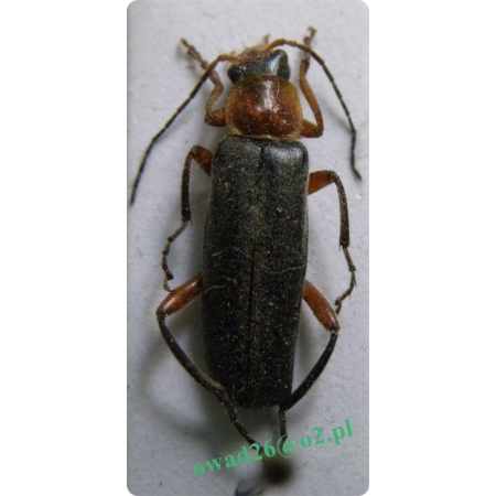 Cantharis pellucida Fabricius, 1792 Omomiłek czerwonawy